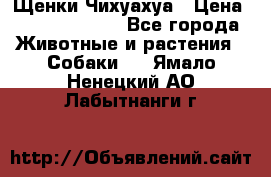 Щенки Чихуахуа › Цена ­ 12000-15000 - Все города Животные и растения » Собаки   . Ямало-Ненецкий АО,Лабытнанги г.